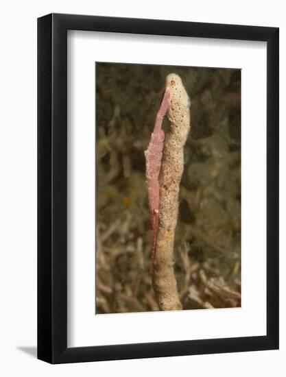 Ocellated Tozeuma Shrimp-Hal Beral-Framed Photographic Print