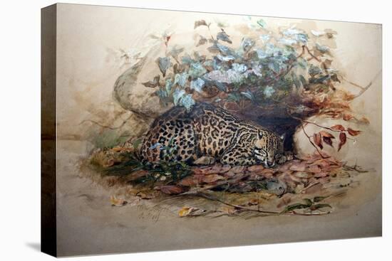 Ocelot, 1851-52-Joseph Wolf-Stretched Canvas