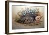 Ocelot, 1851-52-Joseph Wolf-Framed Giclee Print
