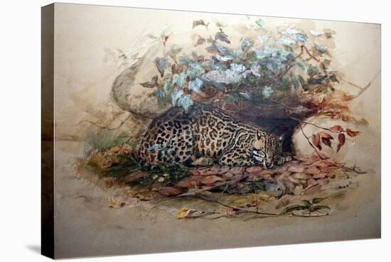 Ocelot, 1851-52-Joseph Wolf-Stretched Canvas