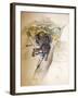 Ocelot, 1851-52-Joseph Wolf-Framed Giclee Print