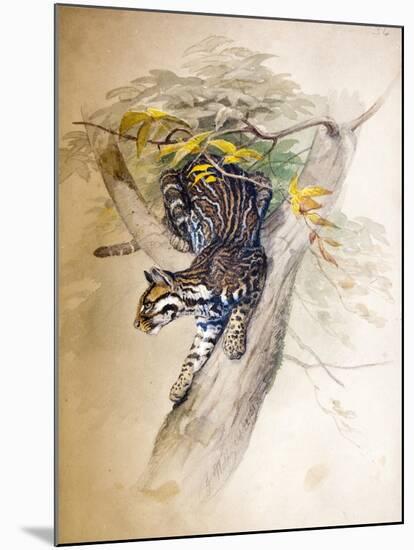 Ocelot, 1851-52-Joseph Wolf-Mounted Giclee Print