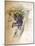 Ocelot, 1851-52-Joseph Wolf-Mounted Giclee Print