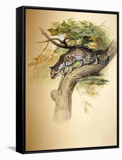 Ocelot, 1851-Joseph Wolf-Framed Stretched Canvas