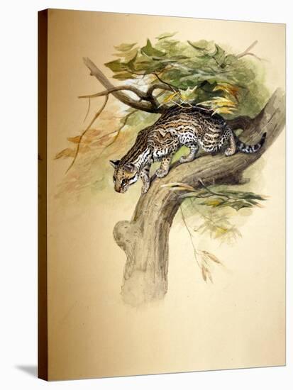 Ocelot, 1851-Joseph Wolf-Stretched Canvas