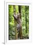 Ocelot climbing a tree trunk Costa Rica, Central America-Paul Williams-Framed Photographic Print