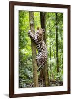 Ocelot climbing a tree trunk Costa Rica, Central America-Paul Williams-Framed Photographic Print