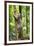 Ocelot climbing a tree trunk Costa Rica, Central America-Paul Williams-Framed Photographic Print