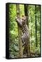 Ocelot climbing a tree trunk Costa Rica, Central America-Paul Williams-Framed Stretched Canvas