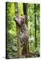 Ocelot climbing a tree trunk Costa Rica, Central America-Paul Williams-Stretched Canvas