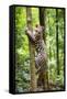 Ocelot climbing a tree trunk Costa Rica, Central America-Paul Williams-Framed Stretched Canvas