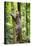 Ocelot climbing a tree trunk Costa Rica, Central America-Paul Williams-Stretched Canvas