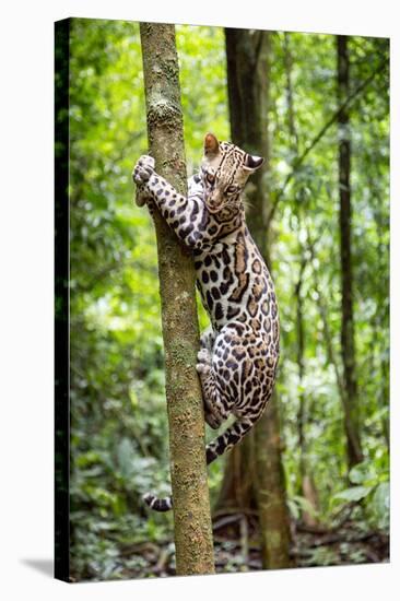 Ocelot climbing a tree trunk Costa Rica, Central America-Paul Williams-Stretched Canvas