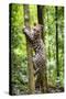 Ocelot climbing a tree trunk Costa Rica, Central America-Paul Williams-Stretched Canvas