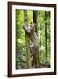 Ocelot climbing a tree trunk Costa Rica, Central America-Paul Williams-Framed Photographic Print