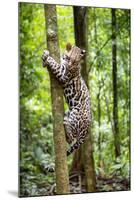 Ocelot climbing a tree trunk Costa Rica, Central America-Paul Williams-Mounted Photographic Print