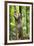 Ocelot climbing a tree trunk Costa Rica, Central America-Paul Williams-Framed Photographic Print