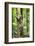 Ocelot climbing a tree trunk Costa Rica, Central America-Paul Williams-Framed Photographic Print