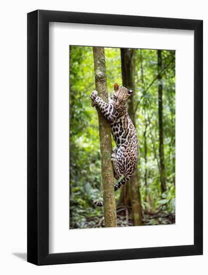 Ocelot climbing a tree trunk Costa Rica, Central America-Paul Williams-Framed Photographic Print