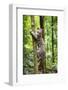 Ocelot climbing a tree trunk Costa Rica, Central America-Paul Williams-Framed Photographic Print