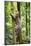 Ocelot climbing a tree trunk Costa Rica, Central America-Paul Williams-Mounted Photographic Print