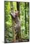 Ocelot climbing a tree trunk Costa Rica, Central America-Paul Williams-Mounted Photographic Print