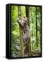 Ocelot climbing a tree trunk Costa Rica, Central America-Paul Williams-Framed Stretched Canvas