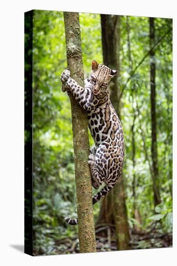 Ocelot climbing a tree trunk Costa Rica, Central America-Paul Williams-Stretched Canvas