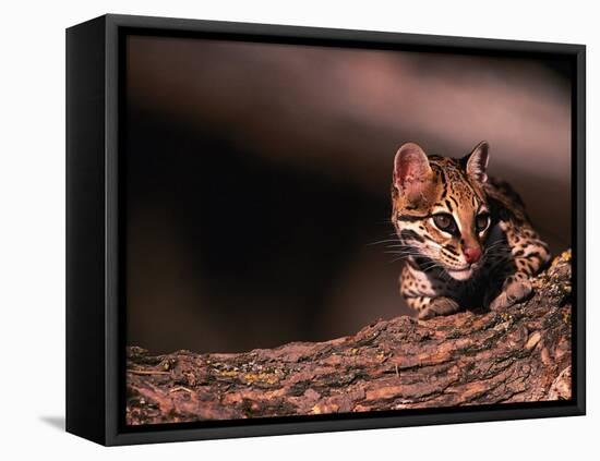 Ocelot, Endangered Species, Central America-Stuart Westmorland-Framed Stretched Canvas