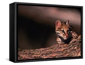 Ocelot, Endangered Species, Central America-Stuart Westmorland-Framed Stretched Canvas