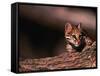 Ocelot, Endangered Species, Central America-Stuart Westmorland-Framed Stretched Canvas