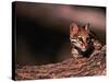 Ocelot, Endangered Species, Central America-Stuart Westmorland-Stretched Canvas