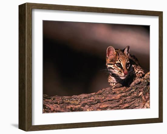 Ocelot, Endangered Species, Central America-Stuart Westmorland-Framed Photographic Print