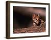 Ocelot, Endangered Species, Central America-Stuart Westmorland-Framed Photographic Print