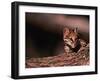 Ocelot, Endangered Species, Central America-Stuart Westmorland-Framed Photographic Print