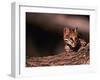 Ocelot, Endangered Species, Central America-Stuart Westmorland-Framed Photographic Print