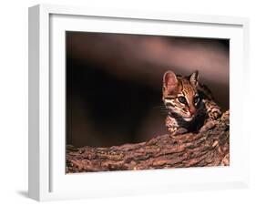 Ocelot, Endangered Species, Central America-Stuart Westmorland-Framed Photographic Print