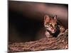 Ocelot, Endangered Species, Central America-Stuart Westmorland-Mounted Photographic Print