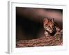 Ocelot, Endangered Species, Central America-Stuart Westmorland-Framed Photographic Print