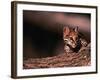 Ocelot, Endangered Species, Central America-Stuart Westmorland-Framed Photographic Print