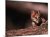 Ocelot, Endangered Species, Central America-Stuart Westmorland-Mounted Photographic Print