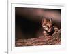 Ocelot, Endangered Species, Central America-Stuart Westmorland-Framed Photographic Print