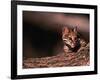 Ocelot, Endangered Species, Central America-Stuart Westmorland-Framed Photographic Print