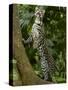 Ocelot (Felis / Leopardus Pardalis) Amazon Rainforest, Ecuador-Pete Oxford-Stretched Canvas