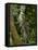 Ocelot (Felis / Leopardus Pardalis) Amazon Rainforest, Ecuador-Pete Oxford-Framed Stretched Canvas