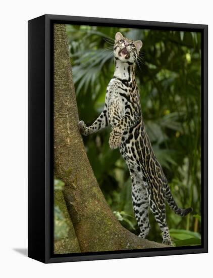 Ocelot (Felis / Leopardus Pardalis) Amazon Rainforest, Ecuador-Pete Oxford-Framed Stretched Canvas