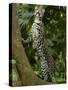 Ocelot (Felis / Leopardus Pardalis) Amazon Rainforest, Ecuador-Pete Oxford-Stretched Canvas