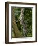 Ocelot (Felis / Leopardus Pardalis) Amazon Rainforest, Ecuador-Pete Oxford-Framed Premium Photographic Print