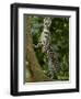 Ocelot (Felis / Leopardus Pardalis) Amazon Rainforest, Ecuador-Pete Oxford-Framed Premium Photographic Print