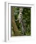 Ocelot (Felis / Leopardus Pardalis) Amazon Rainforest, Ecuador-Pete Oxford-Framed Premium Photographic Print